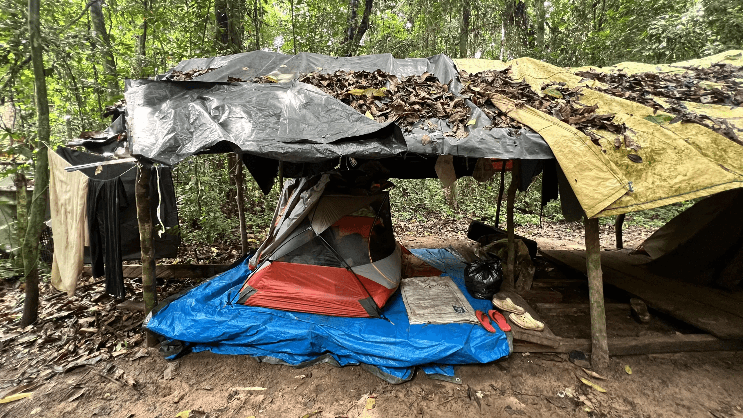 La vie, la vraie — immersion en forêt