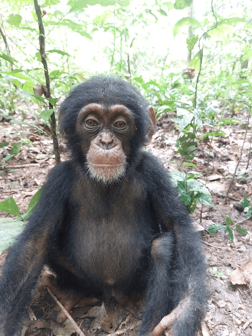 Banjo – primate en réhabilitation chez Akatia
