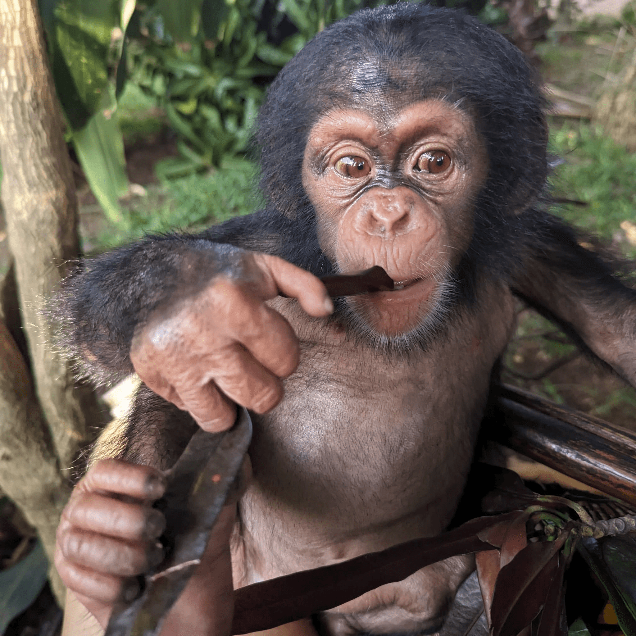 Neka – primate en réhabilitation chez Akatia
