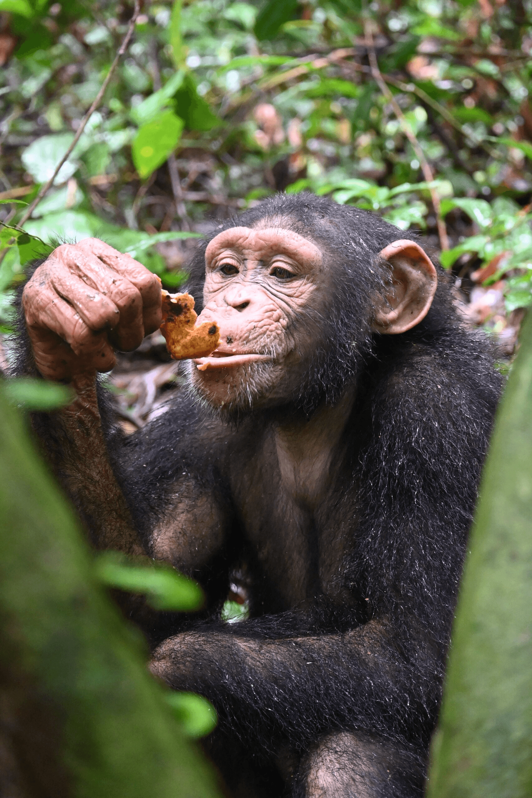 Akouba – primate en réhabilitation chez Akatia