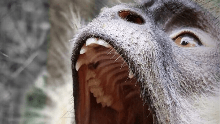 Un repas pour un petit singe