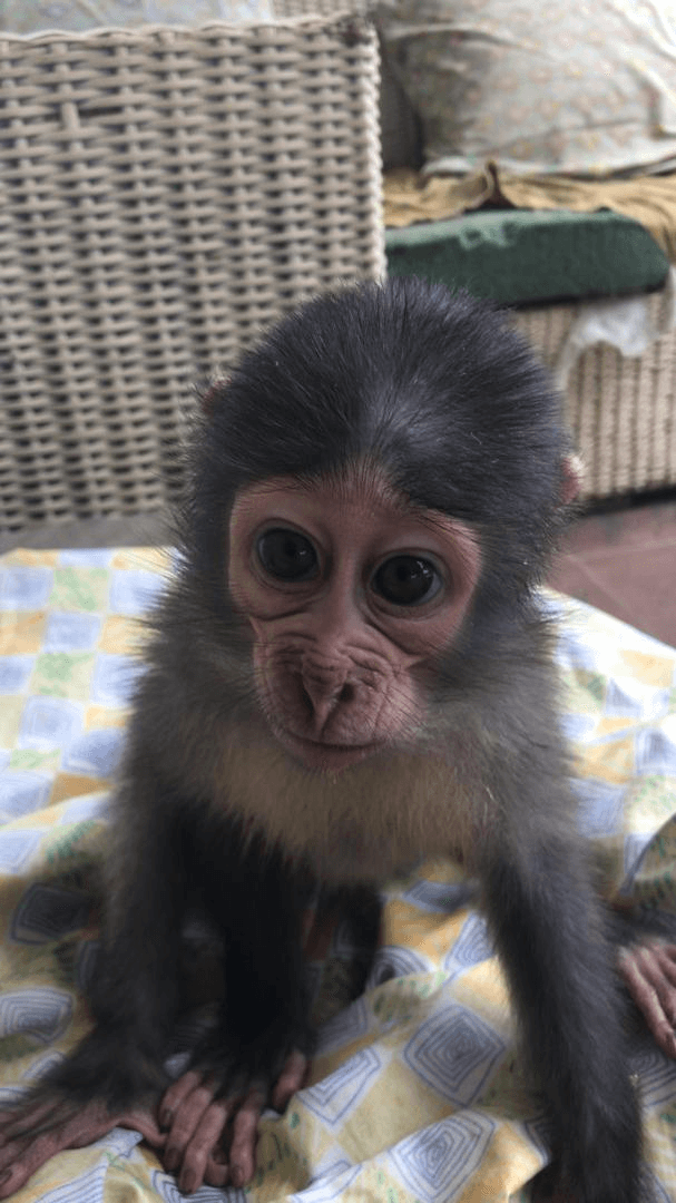 Esia – primate en réhabilitation chez Akatia