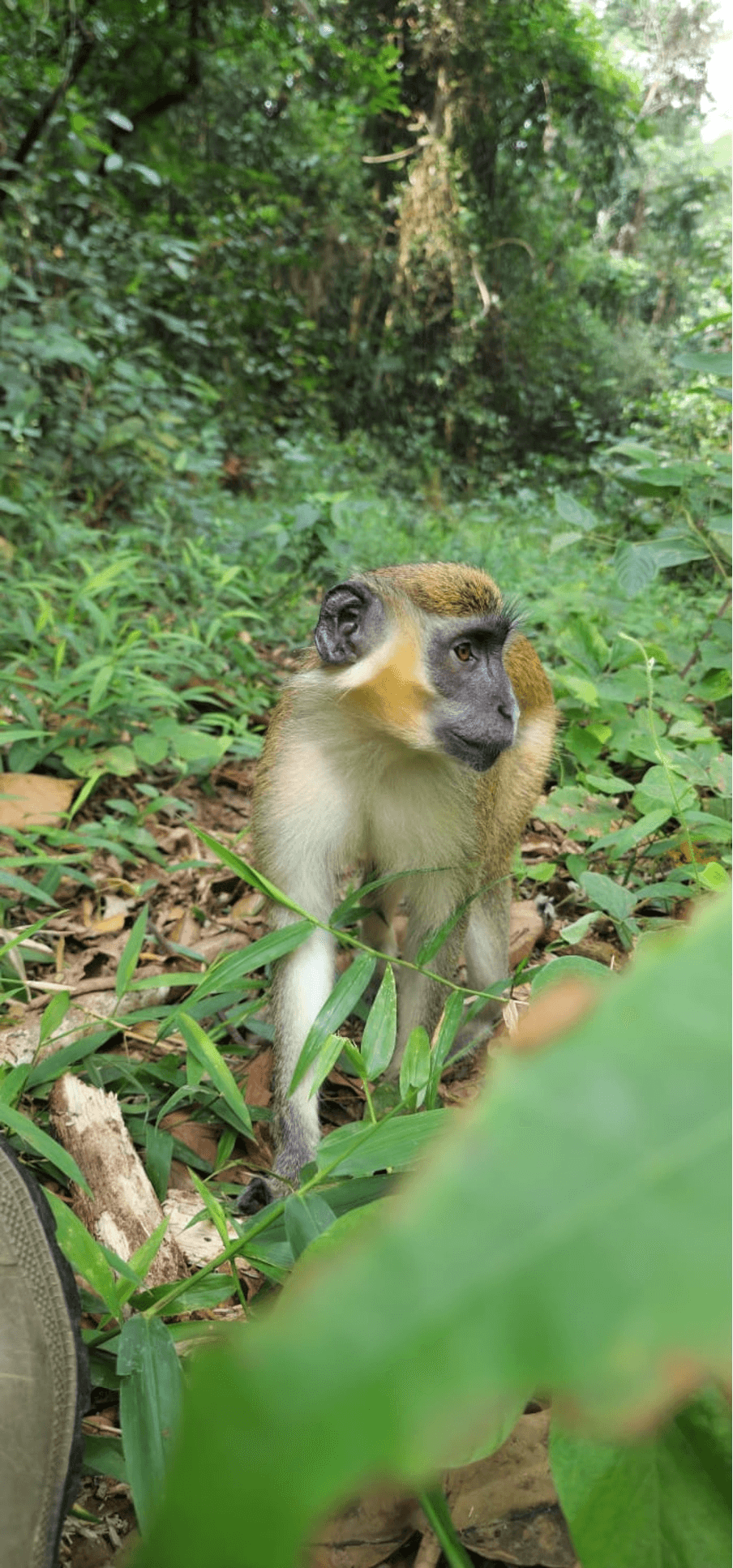 Coco – primate en réhabilitation chez Akatia