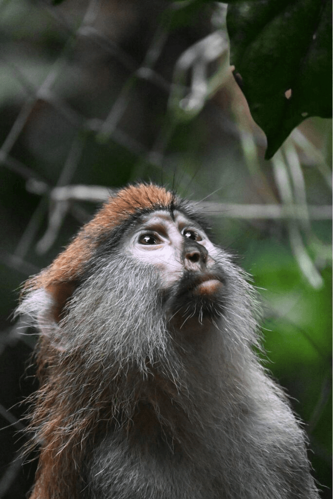Bissap – primate en réhabilitation chez Akatia