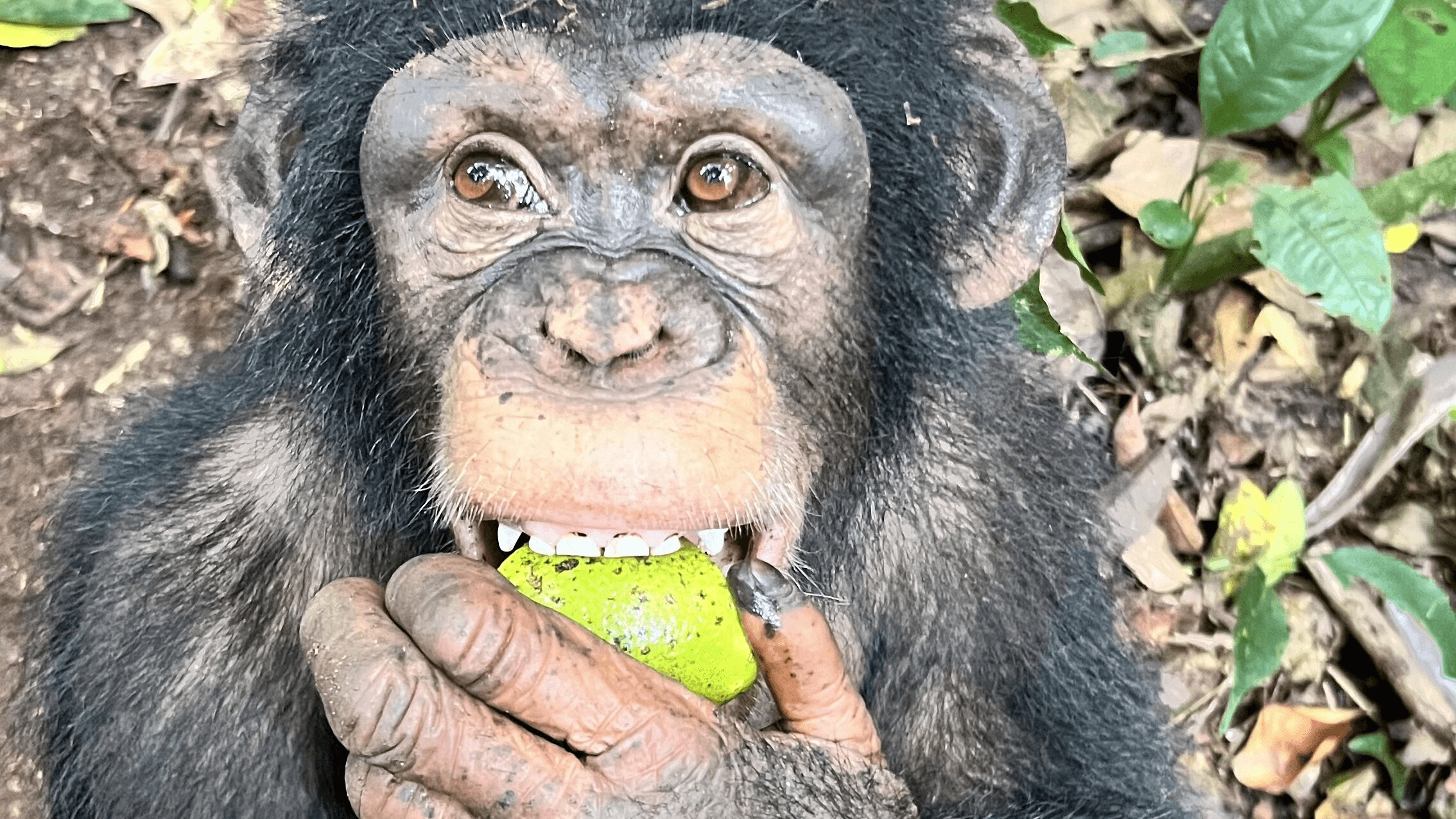 Un mois de repas pour un chimpanzé