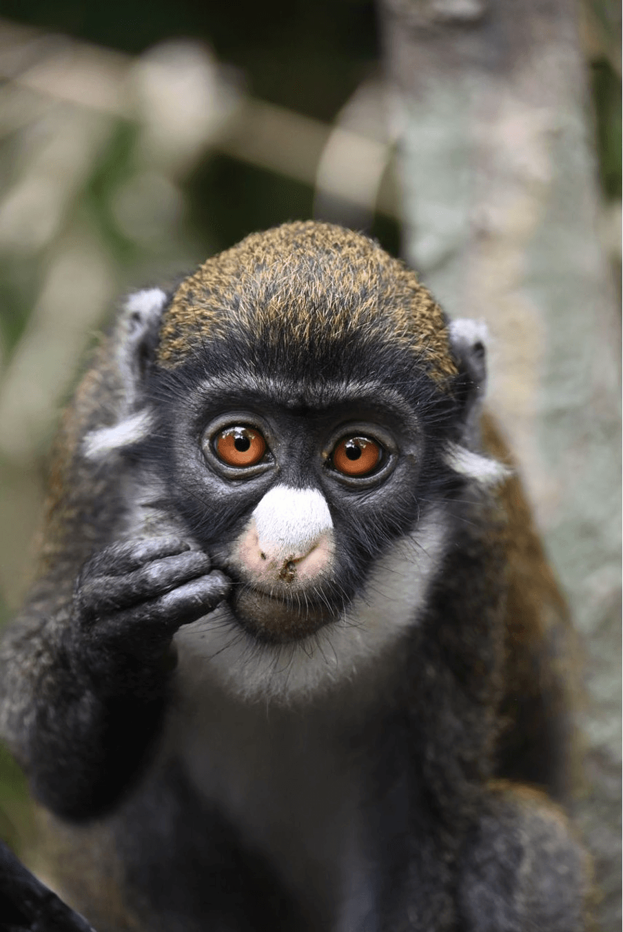 Camp de réhabilitation des petits singes