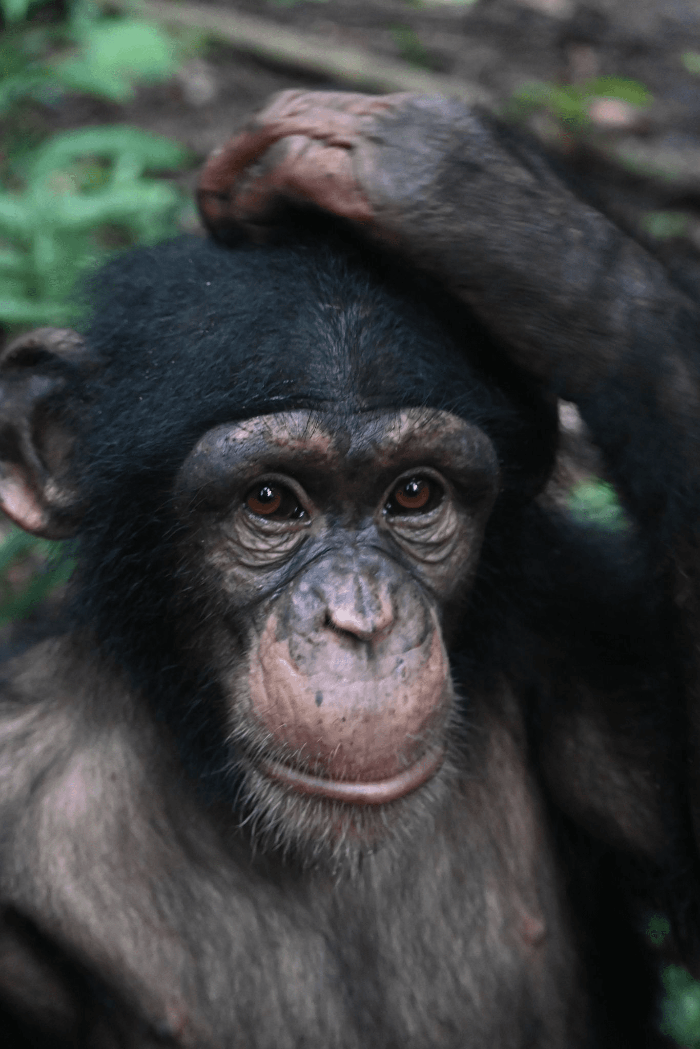 Centre de sauvegarde des chimpanzés