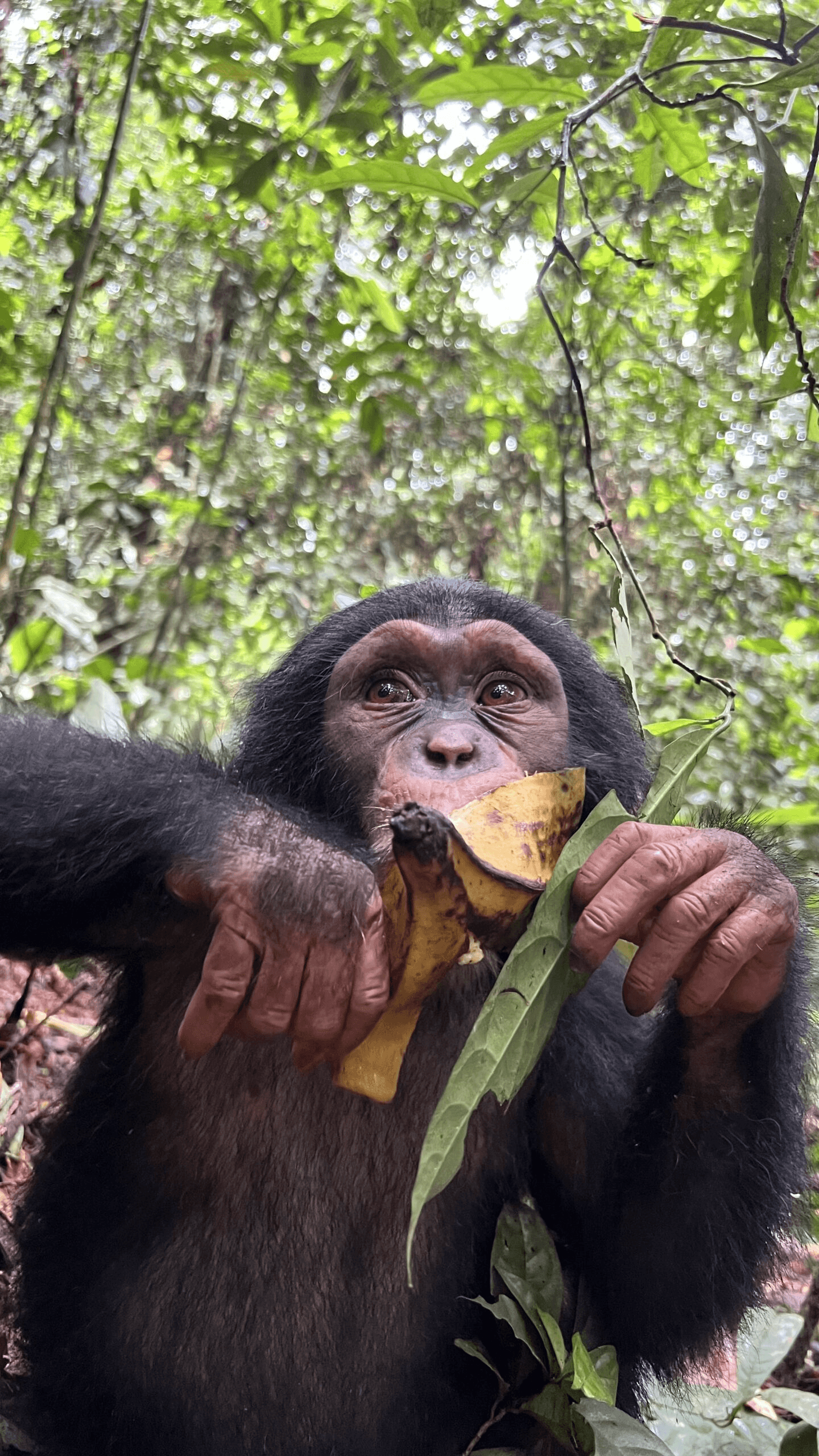 Alimentation des primates au centre de sauvegarde