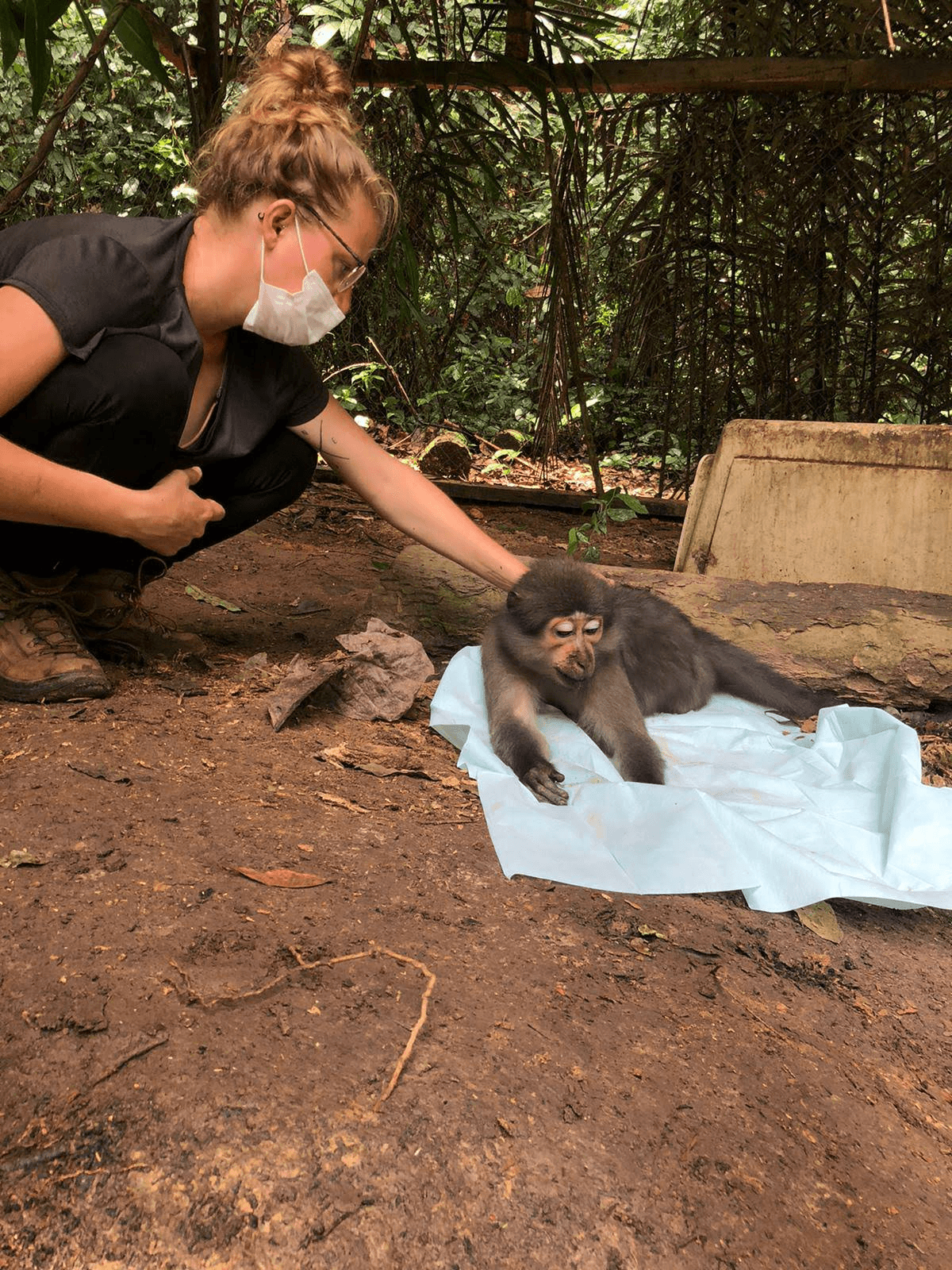 Les blessures infligées aux primates issus du trafic
