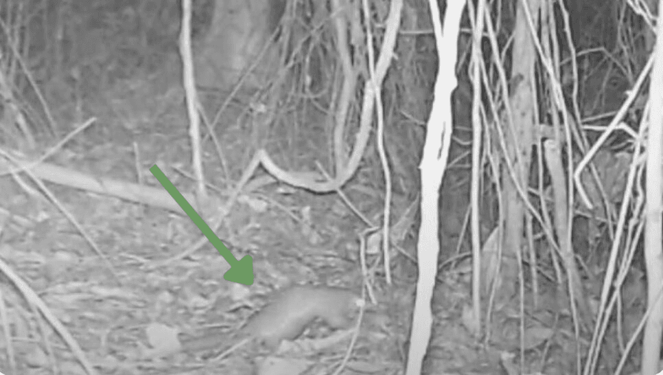 Pangolin à ventre blanc