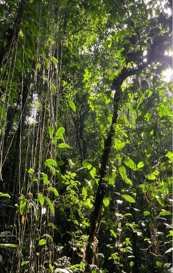 Forêt ivoirienne protégée par Akatia